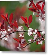 Purple Leaf Plum No. 2 Metal Print