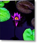 Purple Lily Metal Print