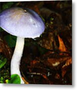 Purple Mushroom Russula Cyanoxantha Metal Print