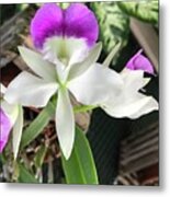 Purple Orchid Metal Print