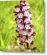 Purple Orchis - 1 - French Alps Metal Print