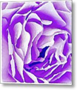 Purple Rose Metal Print