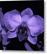 Purple Shades Of Orchids Metal Print