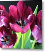 Magenta Tulips #1 Metal Print