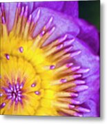 Purple Water Lilly 4 Metal Print