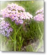 Purple Yarrow Metal Print