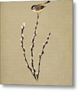 Pussy Willow And Chickadee Metal Print