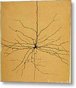 Pyramidal Cell In Cerebral Cortex, Cajal Metal Print