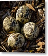 Quartet Of Killdeer Eggs By Jean Noren Metal Print