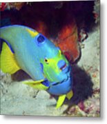 Queen Angelfish, U. S. Virgin Islands 7 Metal Print