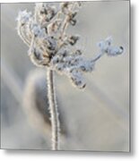 Queen Anne's Lace Covered In Frost Metal Print