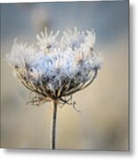 Queen Anne's Lace With Frost Metal Print