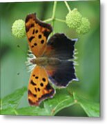 Question Mark Butterfly - Top View 1 Metal Print