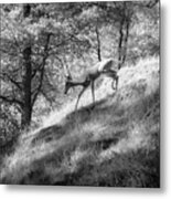 Quietly Through The Woods Metal Print