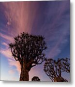 Quiver Trees 14 Metal Print