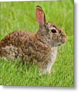 Rabbit In A Grassy Meadow Metal Print