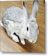 Rabbit Metal Print