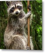 Raccoon Pole Dancer - Wildlife In The Bird Yard Metal Print