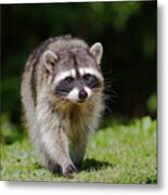 Racoon Approach Metal Print