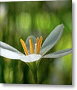 Rain Lily Covered In Droplets Metal Print