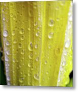 Rain Soaked Daylily Flower Metal Print