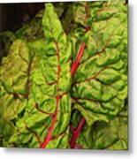 Rainbow Chard Metal Print