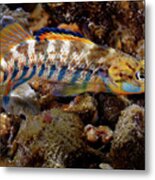 Rainbow Darter Metal Print