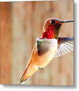 Rainbow In Flight Metal Print