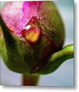 Raindrop On Peonie Metal Print