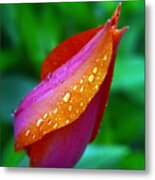 Raindrops On Tulip Metal Print