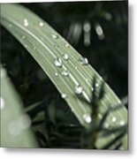 Raindrops Metal Print