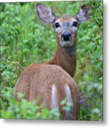 Rainy Day Doe Metal Print