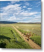 Ranch Road And Cattle Metal Print