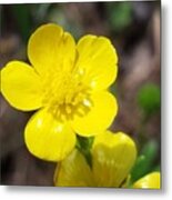 Ranunculus Bulbosus Metal Print