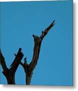 Reaching For The Sky Metal Print