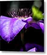 Reaching For The Sun Metal Print