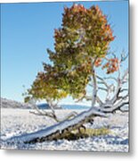 Reclining Tree With Snow Metal Print