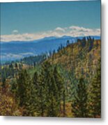 Recovery After Fire At Yellowstone Metal Print