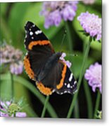 Red Admiral Butterfly And Pincushion Flower Metal Print