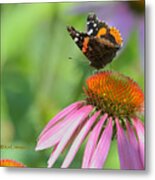 Red Admiral On Cone Flower Metal Print