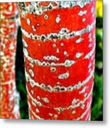 Red Bark Birch Metal Print