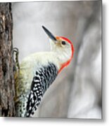 Red-bellied Woodpecker Metal Print