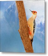 Red Bellied Woodpecker Metal Print