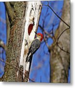 Red Bellied Woodpecker Metal Print