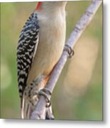 Red-bellied Woodpecker, Fall Morning Metal Print