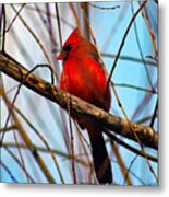 Red Bird Sitting Patiently Metal Print
