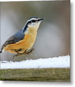 Red-breasted Nuthatch Metal Print