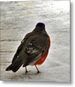 Red Breasted Robin Metal Print