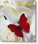 Red Butterfly On White Roses Metal Print