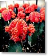 Red Cactus Metal Print